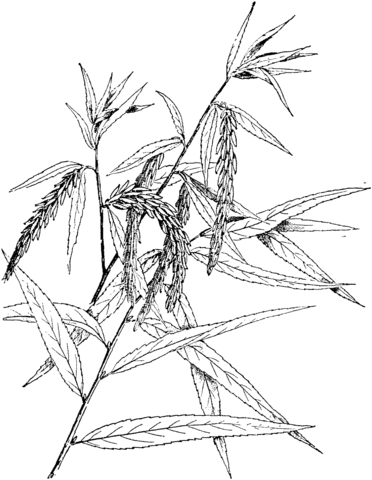 Babylon Willow Or Weeping Willow Branch Coloring Page